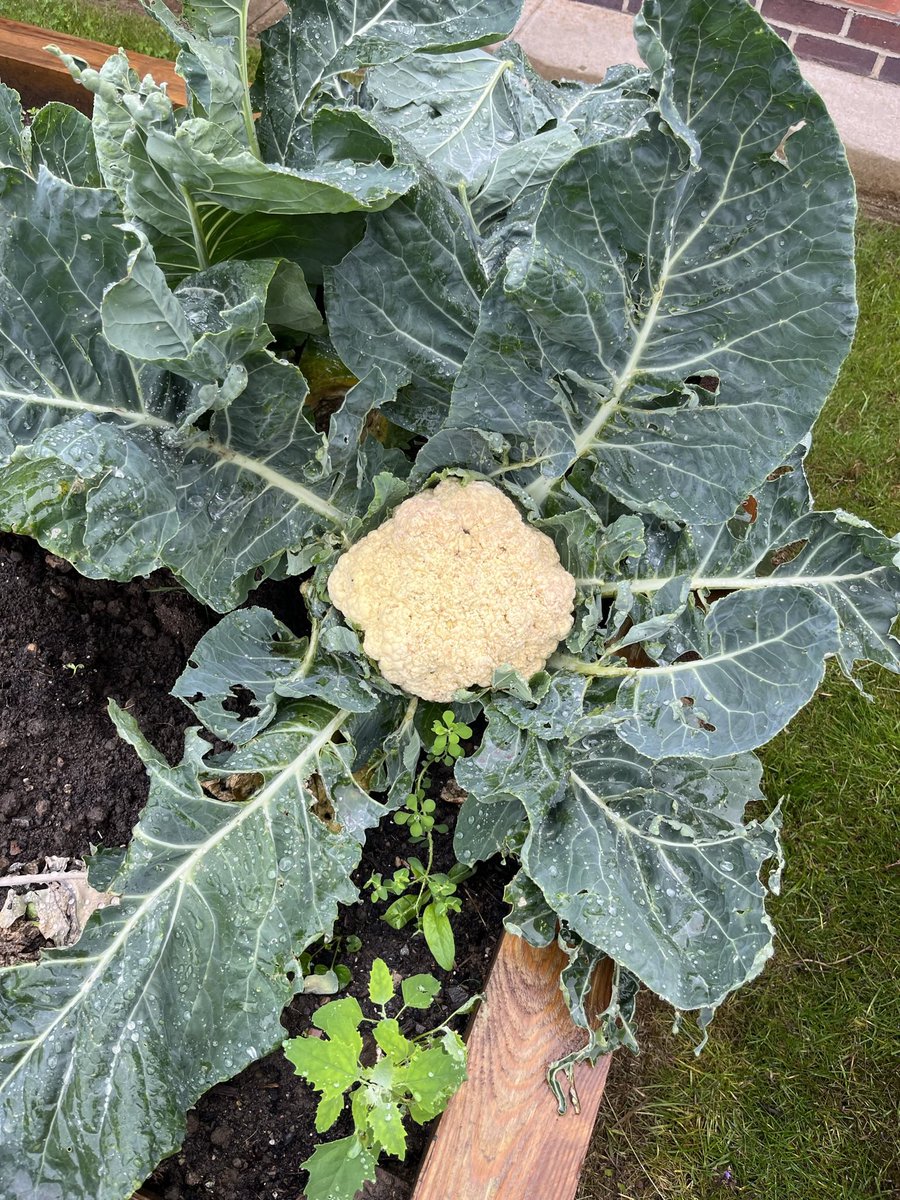 ot_millie's tweet photo. Our gardening project has been amazing this year! The patients have worked so hard and we have had a lot of fun 💚 #OT @TEWV https://t.co/OL367TNOeb