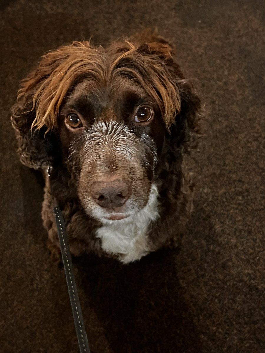 Tarka McSpaniel (@tarkamcspaniel) on Twitter photo Yoghurt pot day. Yoghurt pot day.
