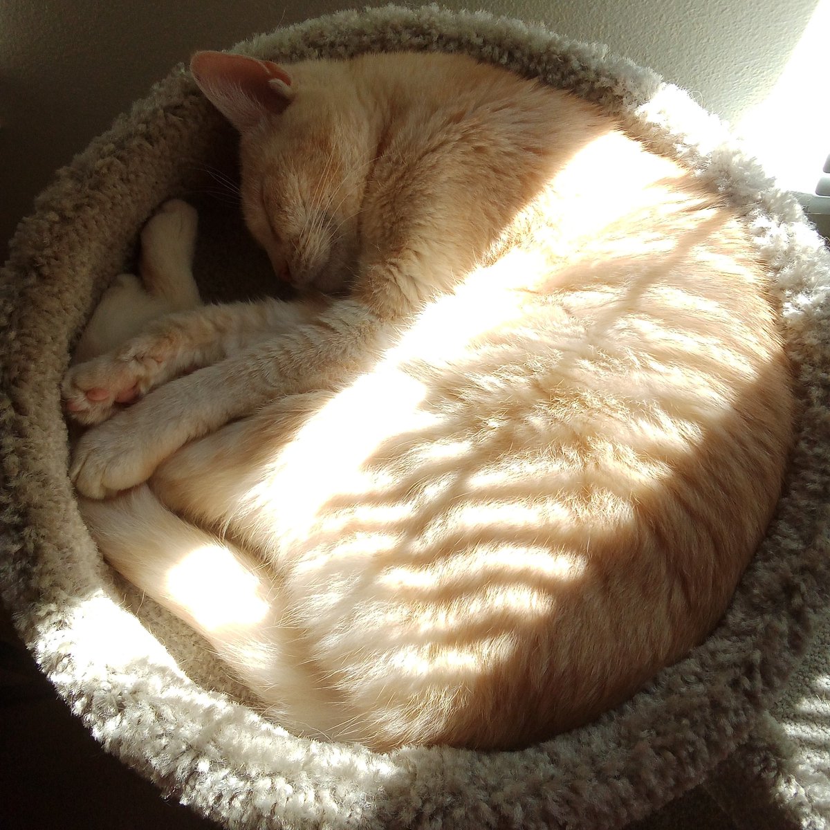 calvin +/- tweet media