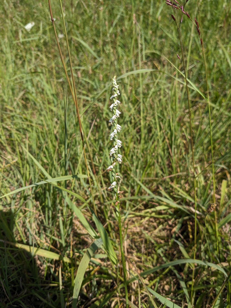 MasseyHerbarium tweet picture