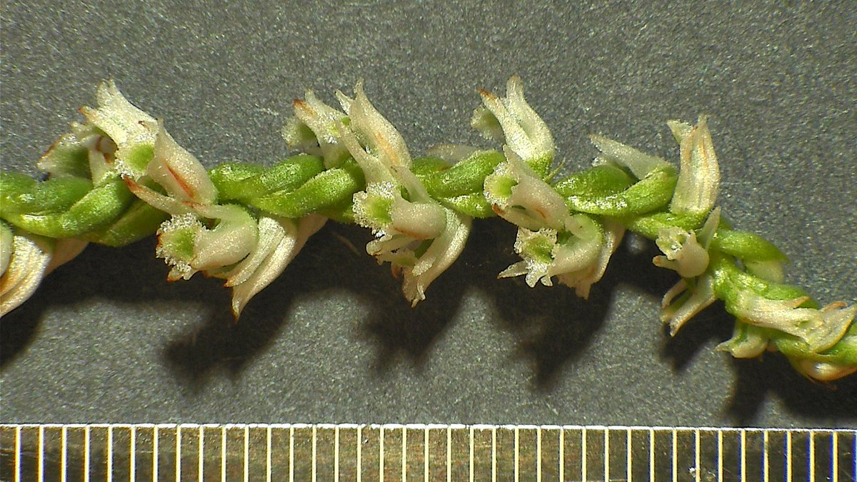 MasseyHerbarium tweet picture