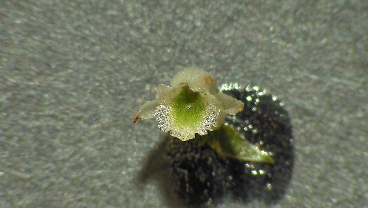 MasseyHerbarium tweet picture