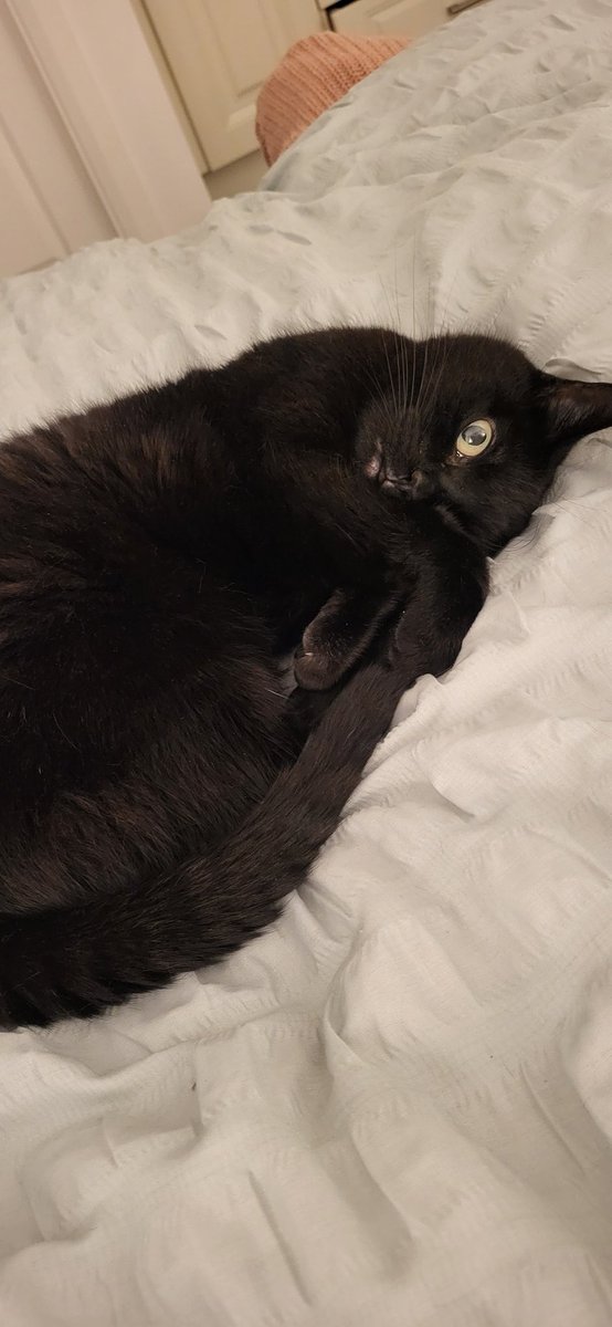 Therese_talks's tweet photo. @unaminhkavanagh So sorry for your loss. Zombie the cat sending good thoughts 🐈‍⬛️💕 https://t.co/uu7pyzmZYn