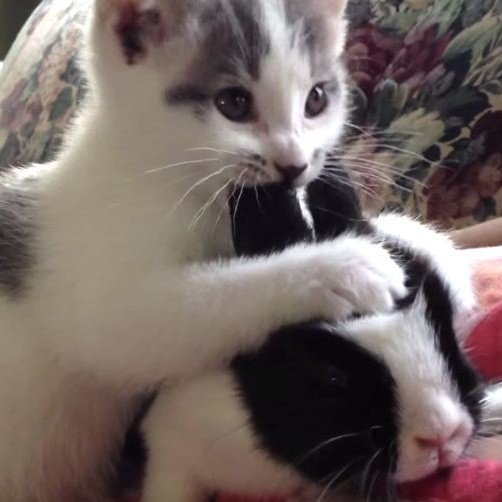 taehyun as cats (@taehyuncats) on Twitter photo 