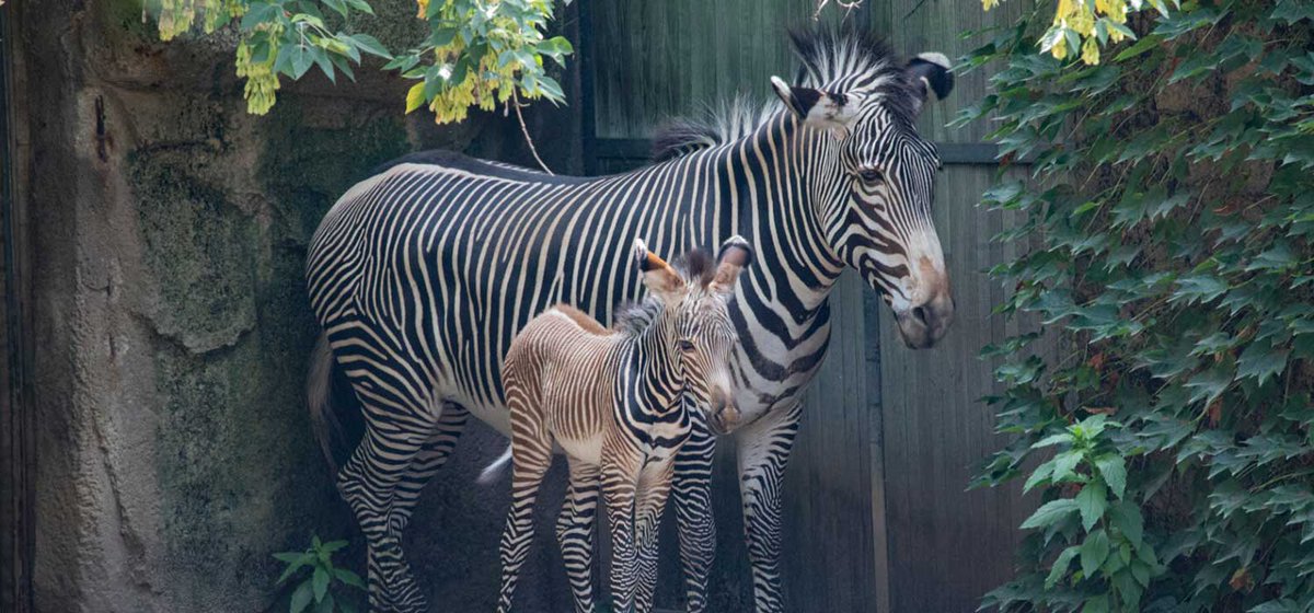 TheAnimalFacts1's tweet photo. @lincolnparkzoo are celebrating the birth of a Grevy's zebra foal as part of #conservation efforts for this endangered species. More - https://t.co/QX2Kzj1II9

📸 © Christopher Bijalba/ Lincoln Park Zoo

#lincolnparkzoo #zoonews #zebra #foal #babyanimals #cute #zoo #chicago https://t.co/cjsooPlz56