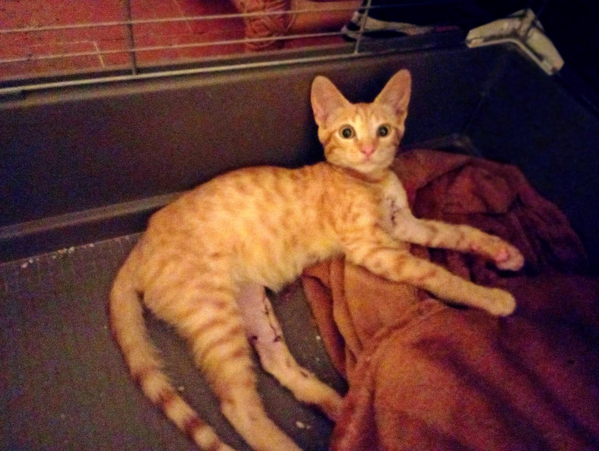 ___Nurs___'s tweet photo. Uenu. Tenim al Sol oficialment en adopció responsable. L'ideal seria amb la seva germana, l'Estel, que és al carrer. S'entrega amb contracte d'adopció i seguiment quan estigui recuperat. Més info per DM. Els podem portar on sigui! https://t.co/ZtdP3dHhaF