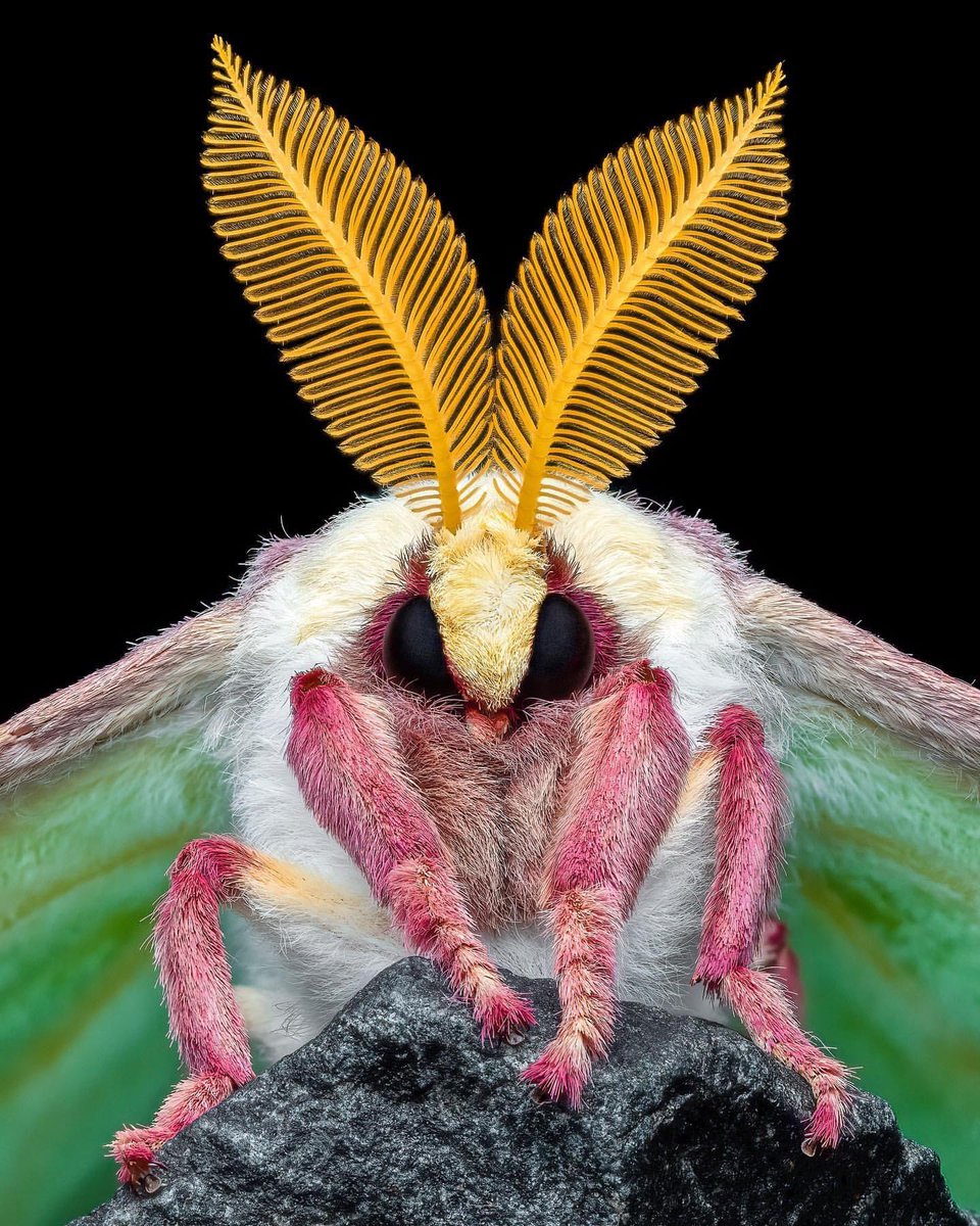 Incredible photography of the luna moth (Actias luna), photo taken by Ben Salb.
#NaturePhotograhpy #wildlifephotography