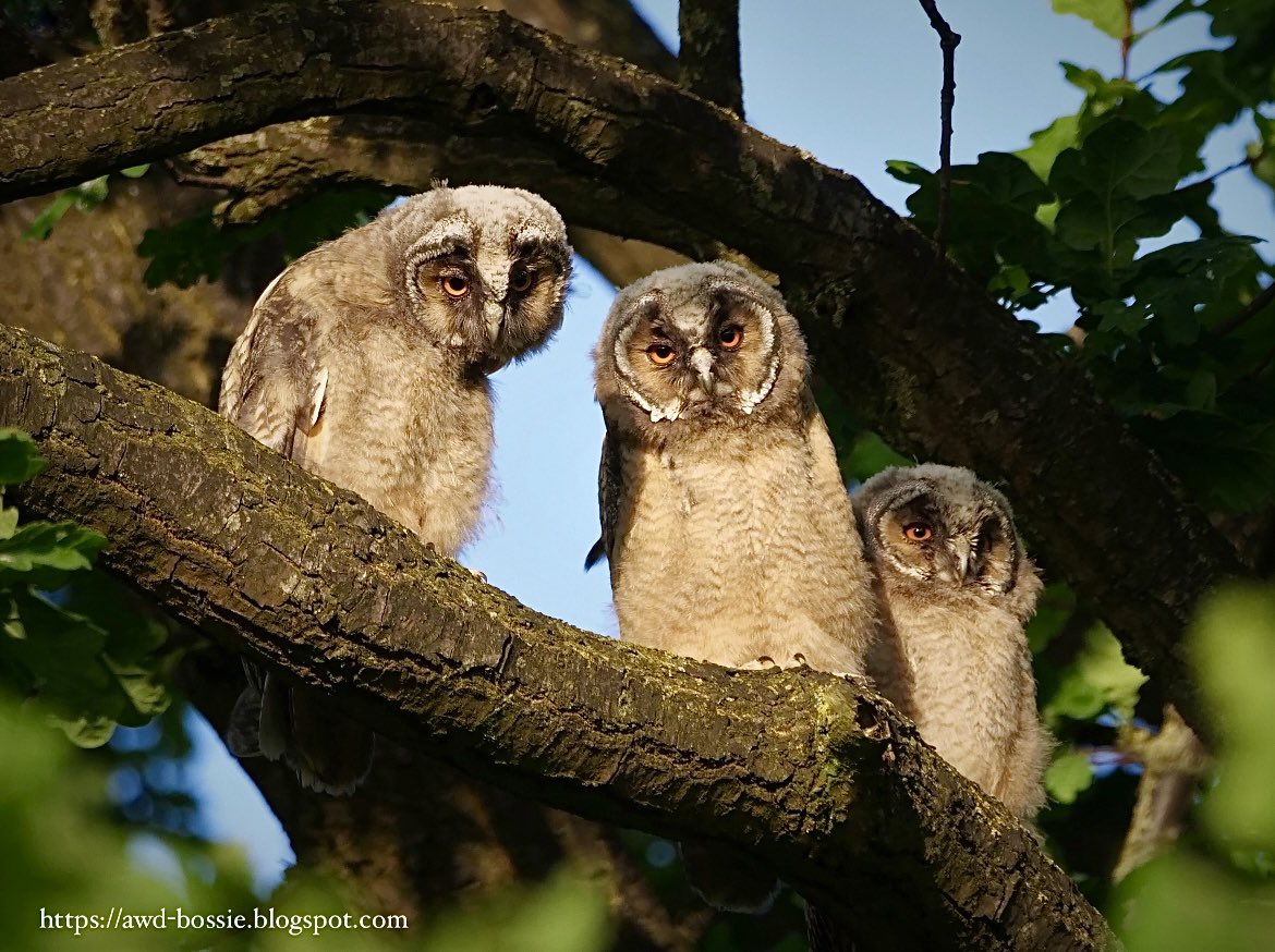 awdbossie's tweet photo. Wat zijn ze bijzonder …de takkelingen van de ransuil …
Zie: https://t.co/4SDVzvWwwY 🦉🦉🦉
#uilen #owl #bosawd #volgels https://t.co/5wGKAG0cuo