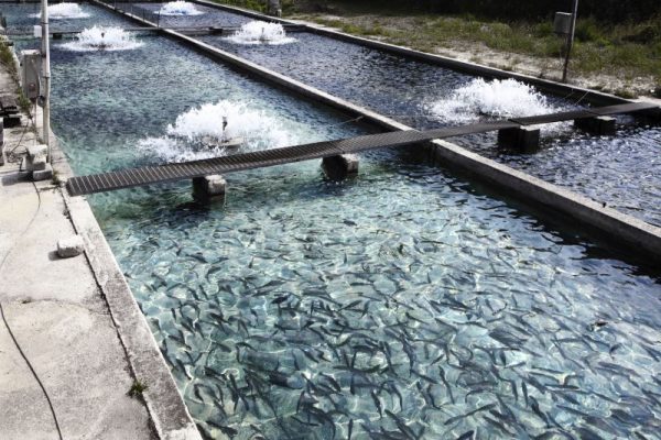 🐟 Sensors, the wells of the AI industry, are being increasingly deployed by aquaculture tech companies, fueling the growth of AI applications. buff.ly/473dzWh #Sensors #Aquaculture #AI #SustainableSeafood #ArtificialIntelligence #ROI #FishTech #MaritimeTech