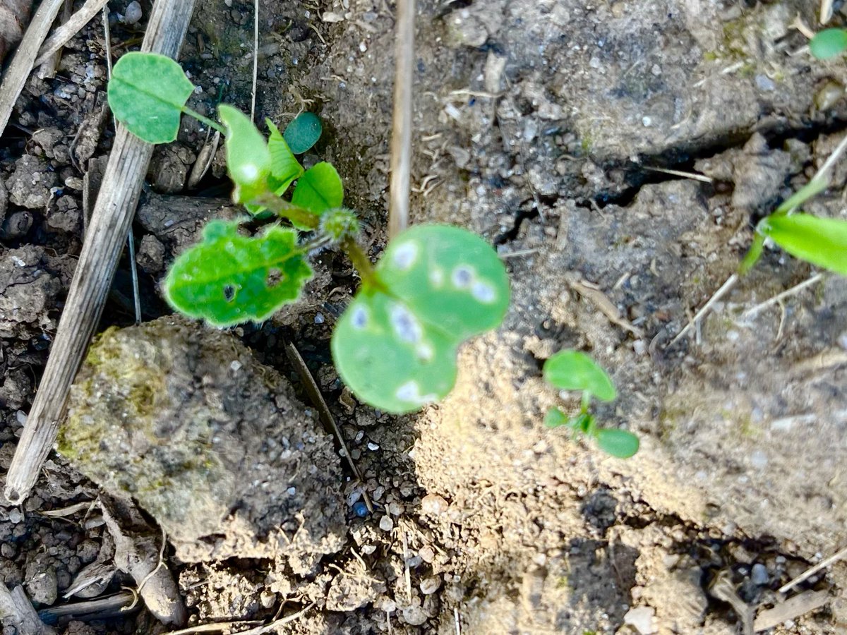 Alastair Trickett tweet media