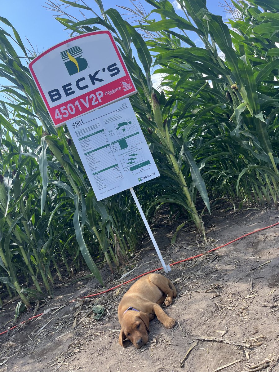 Evaluating product is ruff. 
Especially when it’s this nice!