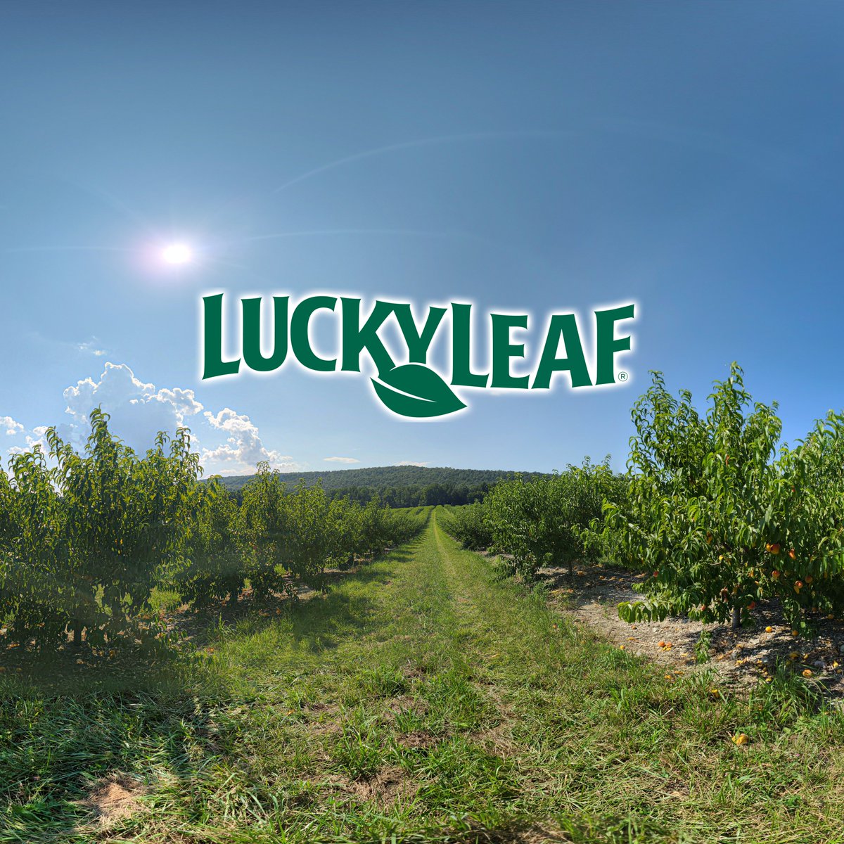 luckyleaf's tweet image. There's nothing like a late August stroll through a Pennsylvania peach orchard. Visit bit.ly/LuckyLeafPeach… to view this breathtaking 360-degree scene from one of our family farms in the foothills of the Appalachian Mountains.