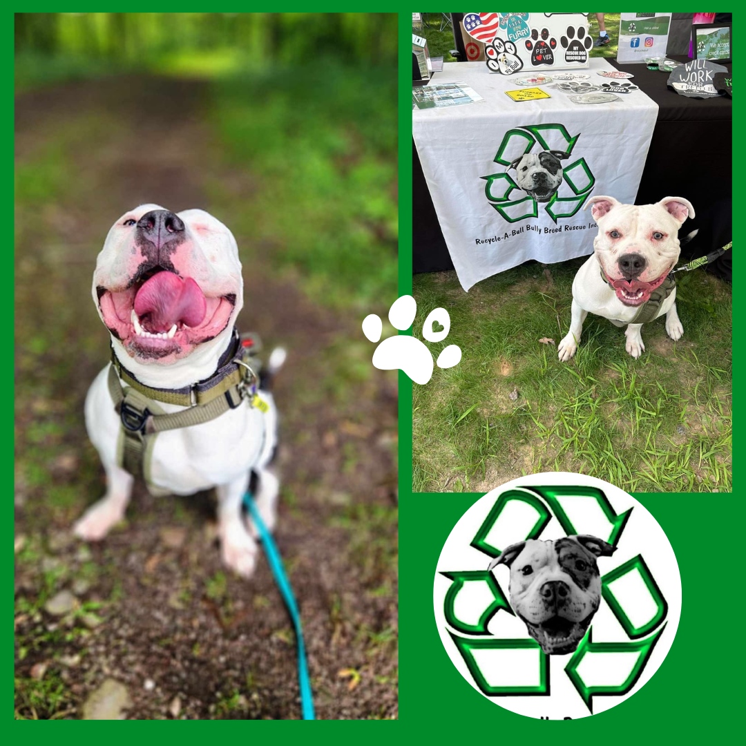 Looking to bring a furry friend into your life? Look no further than this week's recipient, Recycle-A-Bull Bully Bread Rescue! 
RABBBR is fighting for the incredibly high rate of dogs that are currently without homes, especially pitbulls. When they rescue a dog, they receive t...
