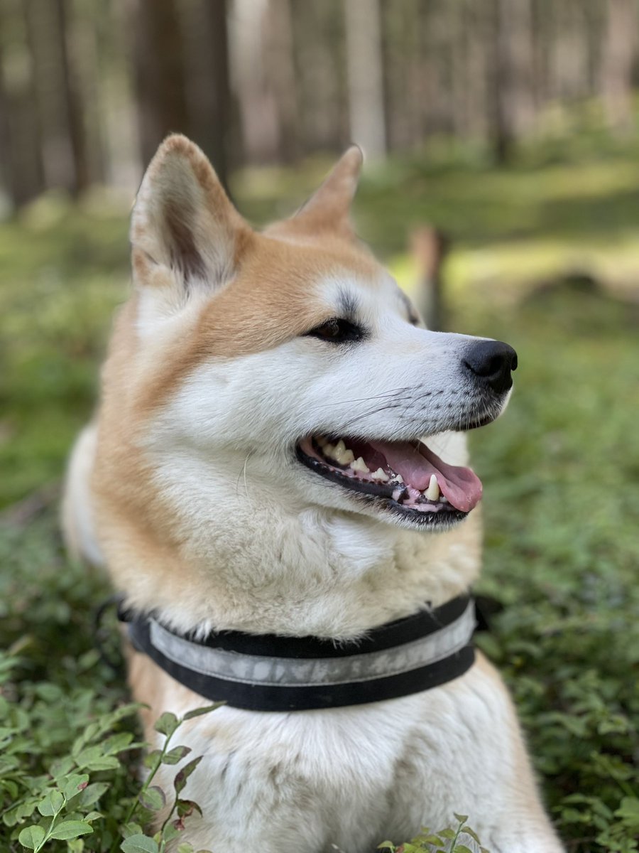 mlukes601's tweet photo. @HolkaAzorka Akita je velmi dominantní pes a navíc až zákeřně roztomilý. Postupně si podmaní celou smečku a ještě budete rádi 😀 vlastní zkušenost 🤷🏻‍♂️ https://t.co/MEwYo4oGGC