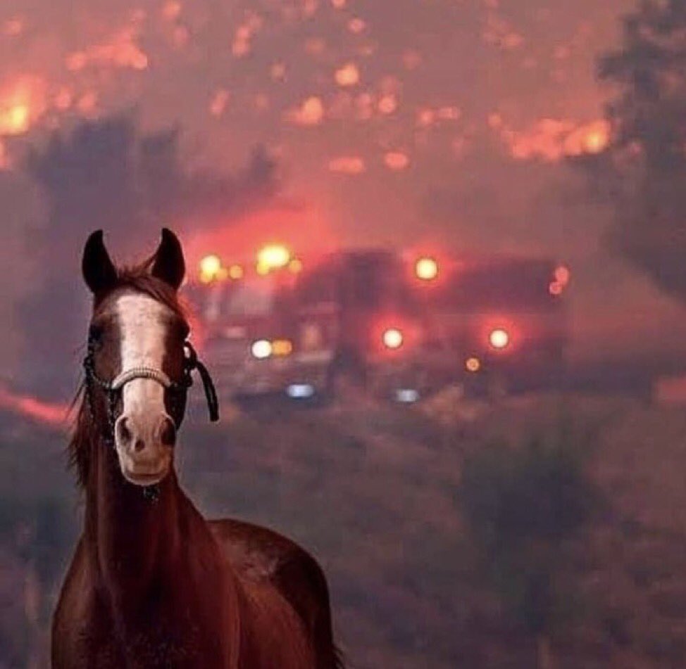 #Canakkale m geçilmeyenim senle beraber bizimde ciğerimiz yanıyor. Gözümüzden düşen yaşlar seni söndürmeye yetmez ki ..iyi olmaz bize akşamlar 😔😔
#canakkaleyanıyor