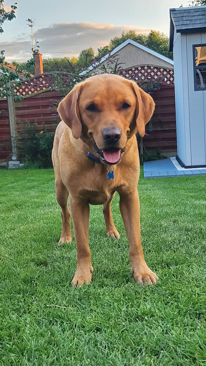 TeddyEdward2021's tweet photo. "Only a ikkle #TongueoutTuesday dis week so I addeds a smiley 😋" 🐾🐾🦮 #TOT #dogsoftwitter #DogsOnTwitter #labrador #redfoxlab https://t.co/H1yP87ec2O