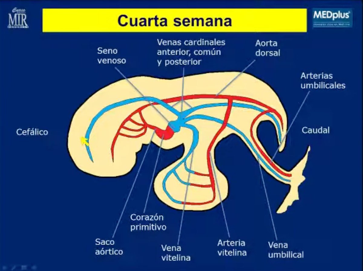 mirasturias's tweet photo. #ConceptosClave de #Medicina
Hoy repasamos la #Embriología del sistema cardiovascular
https://t.co/jtGUe6juqI https://t.co/S6v8FVnDzI