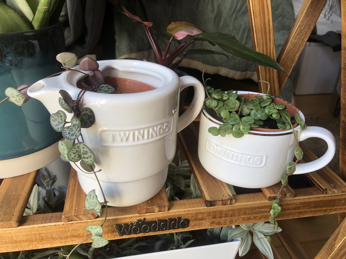 Ran out of pots @TwiningsUK 😳 #houseplants #stringofhearts #stringofturtles
