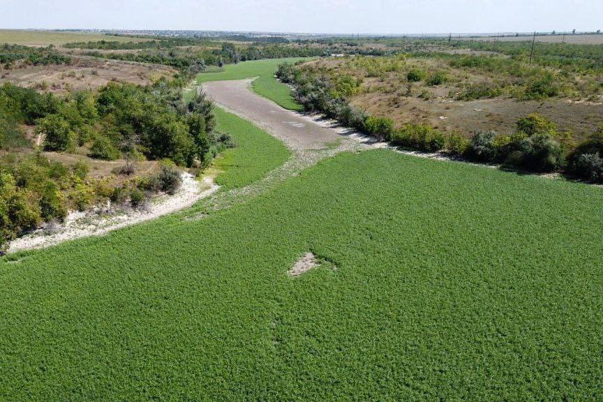 Дно Каховского водосховища вкрилося конюшиною та люцерною. Рослини насіяли працівники природного парку «Кам'янська Січ», щоб запобігти пиловим бурям та розповсюдженню чужорідних видів.