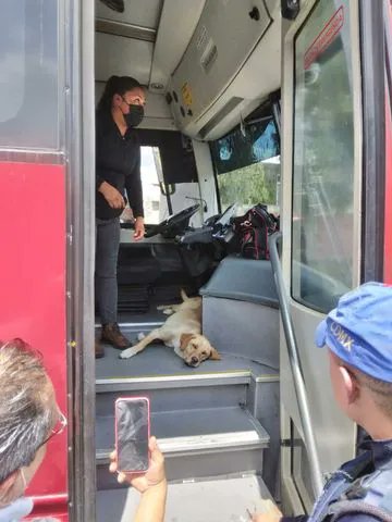 MetrobusCDMX's tweet photo. Ayúdanos a apoyar a este peludo sobrino que se encuentra en Tláhuac en nuestra #LíneaEmergente 🐶

Esta tarde nos reporta @krmndo23  a un lomito dentro de nuestras instalaciones, por su seguridad lo descendimos en Tláhuac, pero estamos buscándole un hogar. https://t.co/UG3M0ka8zM