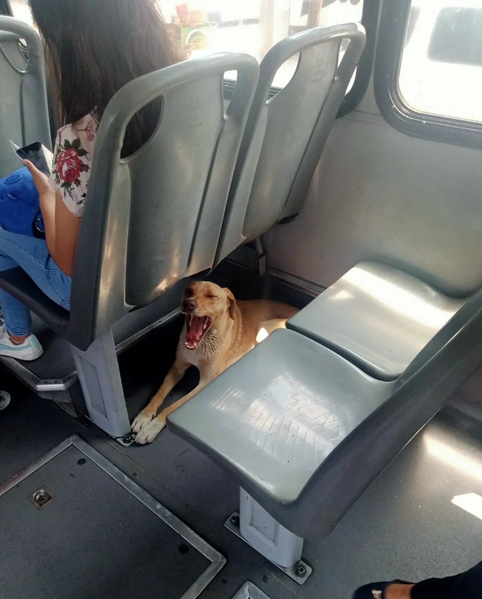 MetrobusCDMX's tweet photo. Ayúdanos a apoyar a este peludo sobrino que se encuentra en Tláhuac en nuestra #LíneaEmergente 🐶

Esta tarde nos reporta @krmndo23  a un lomito dentro de nuestras instalaciones, por su seguridad lo descendimos en Tláhuac, pero estamos buscándole un hogar. https://t.co/UG3M0ka8zM