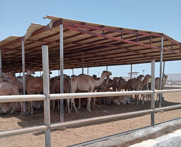 .<a href="/au_ibar/">AU-IBAR</a> &amp; the Djibouti International Quarantine have joined forces to train #veterinarians &amp; #animalhealth pros from #BurkinaFaso, #CoteDIvoire #Chad, #DRC, #Nigeria #Mali. Together-we're advancing certification, inspection, &amp; quarantine practices for healthier #AnimalTrade🦠🐄
