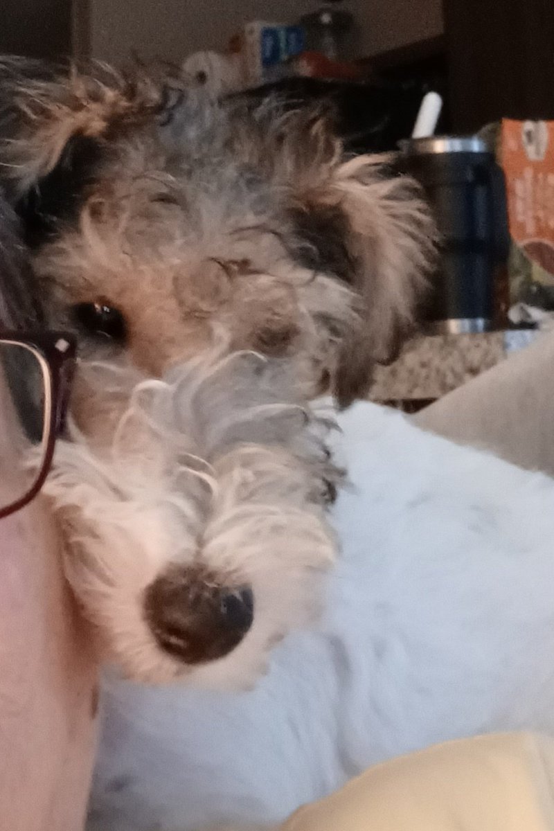 wvevie's tweet photo. @BuckSexton My mighty terrier. https://t.co/svHSFKs0B4
