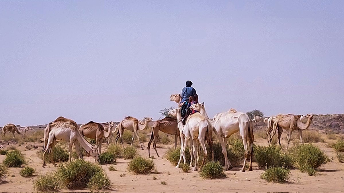 AbdollahAgMoham's tweet photo. #Photographe_Nomade #Sahel #Mali #Azawad #Algérie #Mauritanie #Travail #Photo_Video
#Afrique #Aventure vie de Nomade touareg photo Archive sur une mission en 2022 au Sahara Tenere cercle de Tessalit région de Kidal https://t.co/w6u53FbyD6