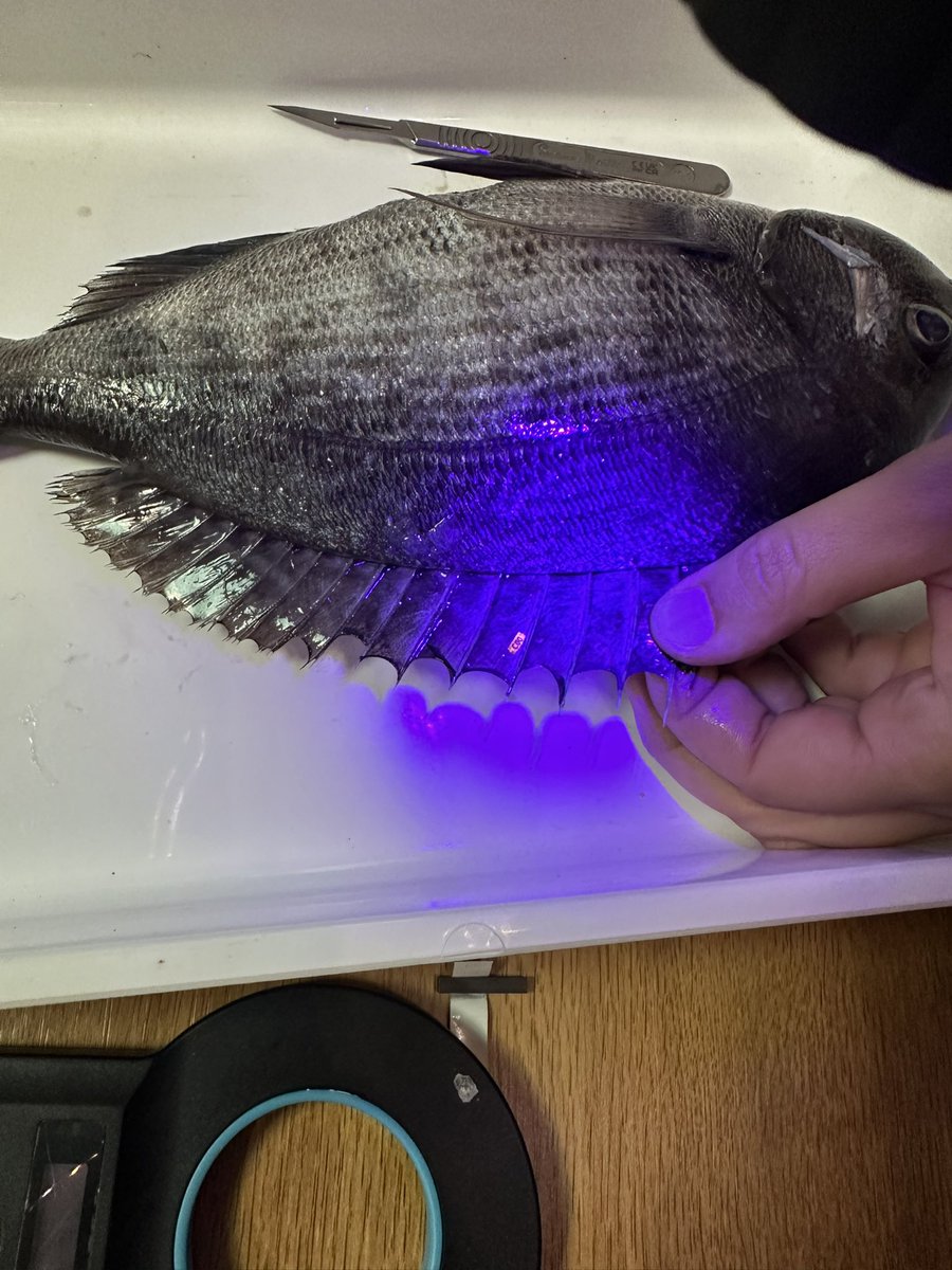 Hannah Rudd (@hannahsrudd) on Twitter photo Thanks to all the Weymouth skippers and anglers who came down to Weymouth Angling Society tonight to learn about our #FISP black bream tagging project. The race is on to recapture a tagged fish π£ <a href="/AnglingTrust/">Angling Trust</a> <a href="/PlymUni/">University of Plymouth</a> <a href="/NaturalEngland/">Natural England</a> <a href="/SouthernIFCA/">Southern IFCA</a> <a href="/Pete_Davies1/">Pete Davies</a> <a href="/AHall_Marine/">Dr Alice Hall</a> Thanks to all the Weymouth skippers and anglers who came down to Weymouth Angling Society tonight to learn about our #FISP black bream tagging project. The race is on to recapture a tagged fish π£ <a href="/AnglingTrust/">Angling Trust</a> <a href="/PlymUni/">University of Plymouth</a> <a href="/NaturalEngland/">Natural England</a> <a href="/SouthernIFCA/">Southern IFCA</a> <a href="/Pete_Davies1/">Pete Davies</a> <a href="/AHall_Marine/">Dr Alice Hall</a>