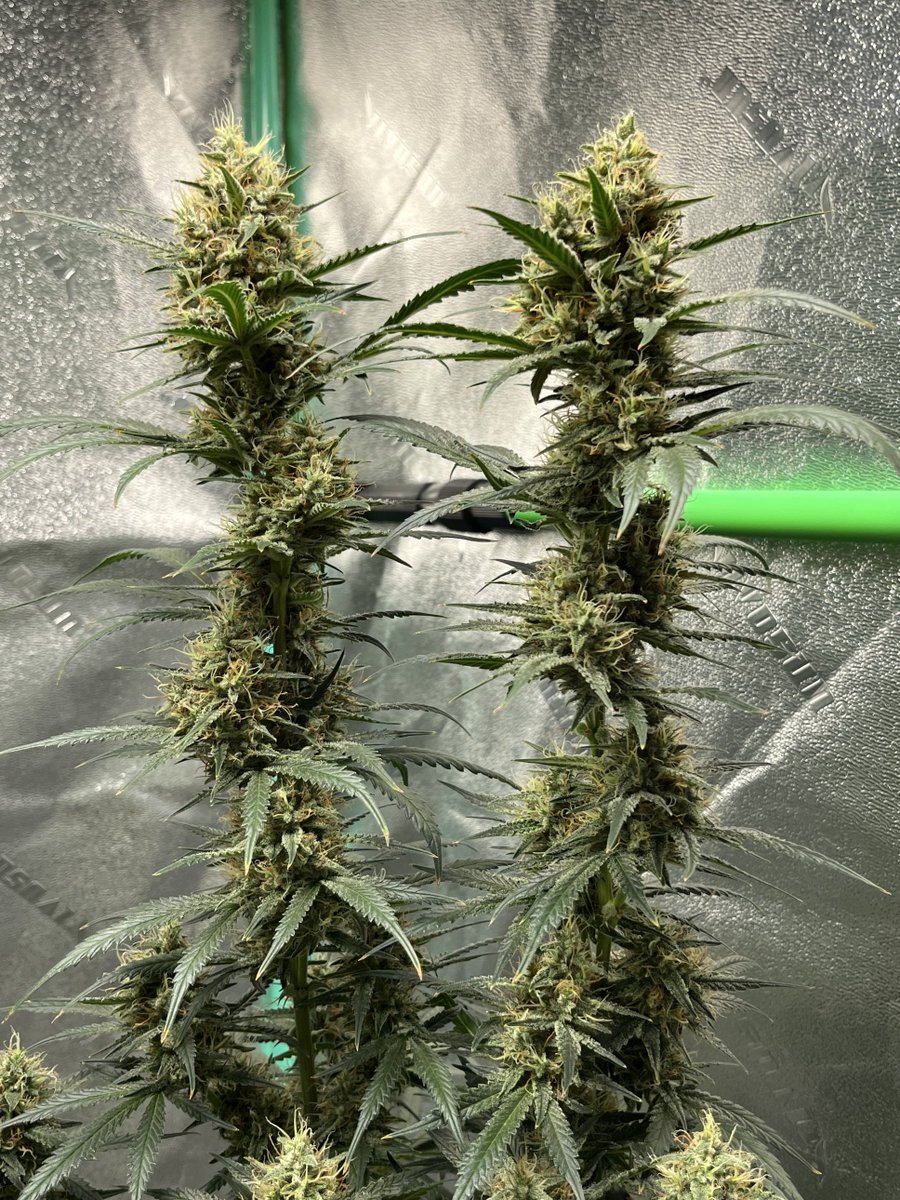 Today we take a look at this lovely Rootbeer Float #autoflower grown by our friend SilentJ on discord, they did a great job and even mainlined it from the looks of it🌱Want us to feature your grow? Share it with us on  #Discord📷Link in bio  #CannaFam #JGYO #MMJ #Greenthumb