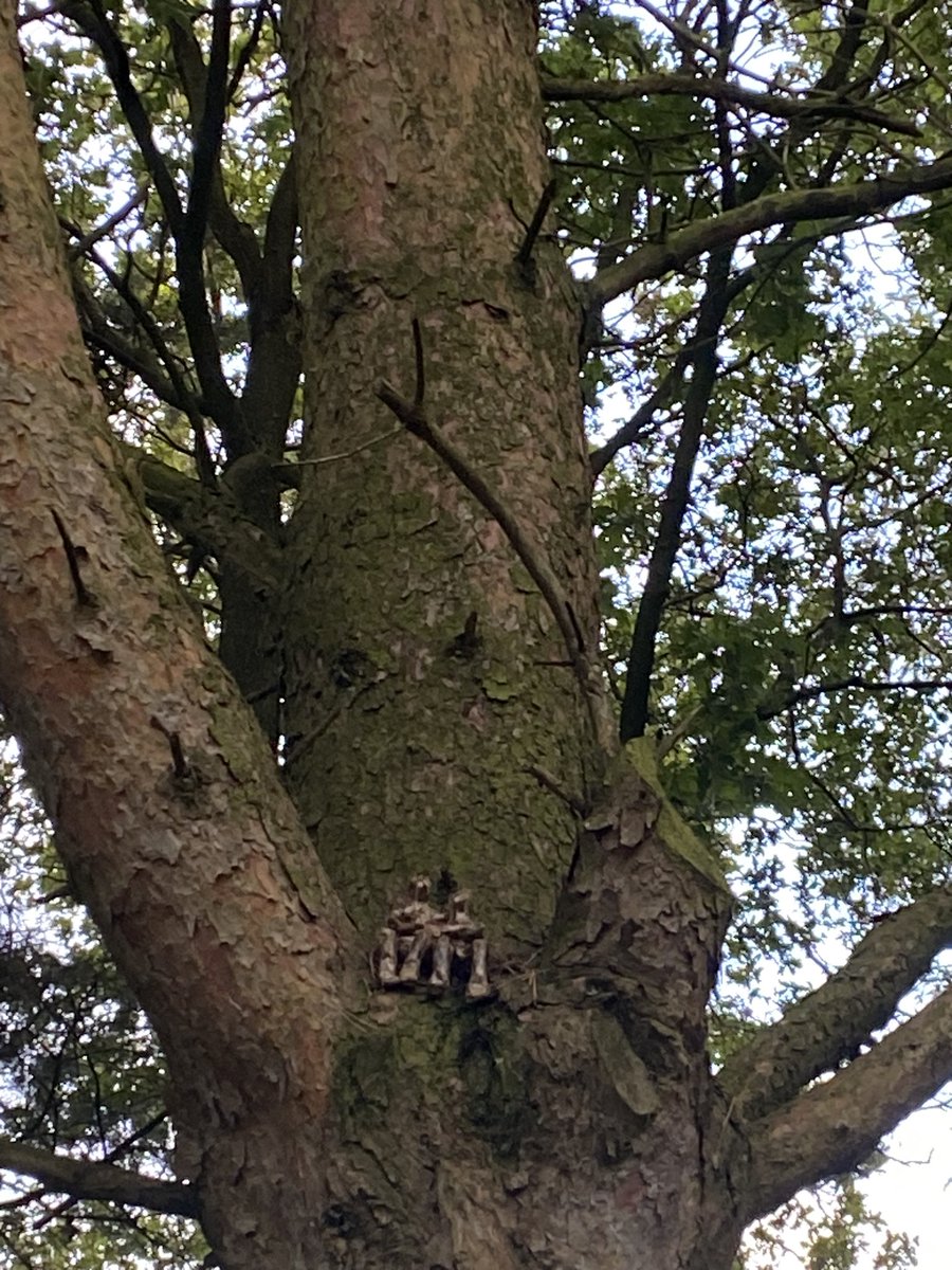 Evening sculpture trail walk with some of our community therapy team #WeActiveChallenge #AHPsActive
