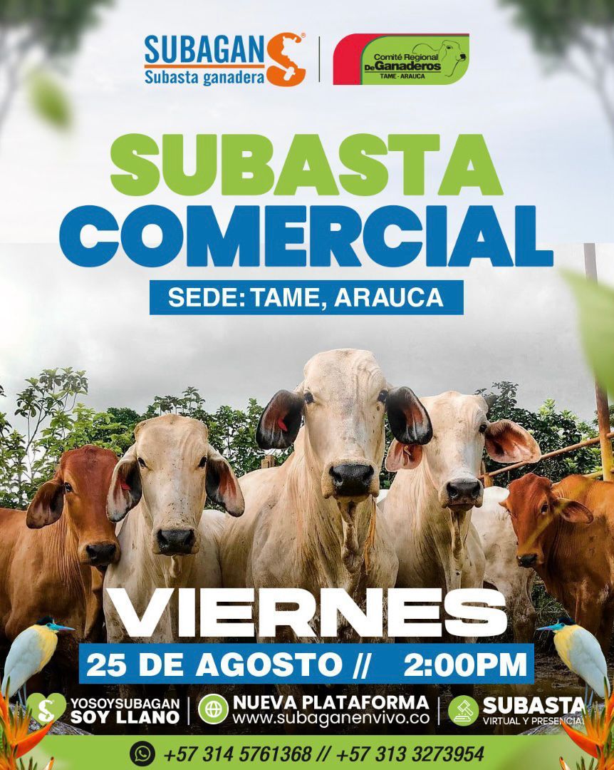 Comité Ganaderos Tame tweet media
