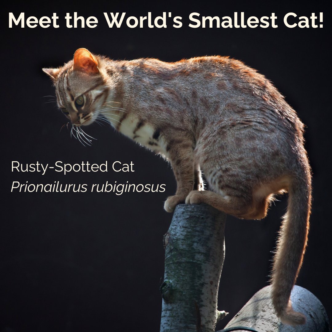 Felidae Conservation Fund tweet media