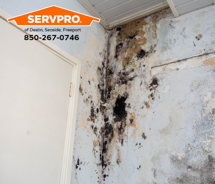 Hidden Mold Damage Discovered in Freeport Home? We are leaders in mold mitigation and restoration services in Okaloosa County. #SERVPRO #SERVPROofDestinSeasideFreeport #HeretoHelp #LikeItNeverEvenHappened #waterdamage #firedamage #propertydamage