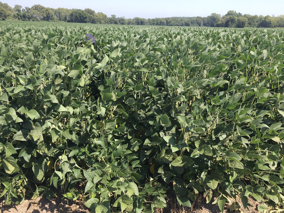 meyer_seed's tweet photo. SDS is showing up on non treated Saltro beans in NE Kansas. The treated @ChannelSeed xtendflex field was planted 5/26 is now about 5 feet tall and shows 75 to 100 pods per plant, holding on in this heat 96 (120 heat index last 2days) @meyer_seed https://t.co/LOIFccBgBg