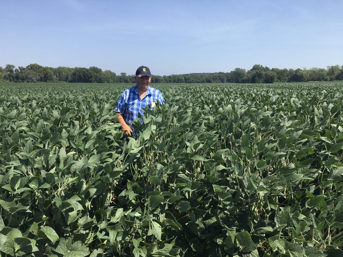 SDS is showing up on non treated Saltro beans in NE Kansas. The treated <a href="/ChannelSeed/">Channel Seed</a> xtendflex field was planted 5/26 is now about 5 feet tall and shows 75 to 100 pods per plant, holding on in this heat 96 (120 heat index last 2days) <a href="/meyer_seed/">Meyer Seed</a>