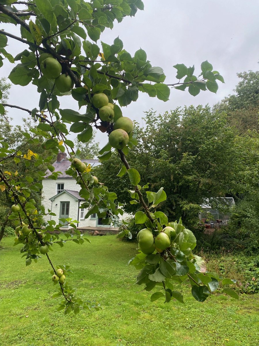 When your seller sends you pictures of the apple tree in your new garden….. ❤️❤️❤️❤️ Hopefully I’ll be picking those in a few weeks….. not long now… 🤞🤞 # WildlifeReloKate #Wales