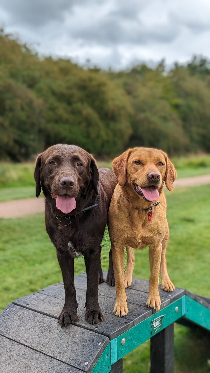 Post vet play time at the park 😍