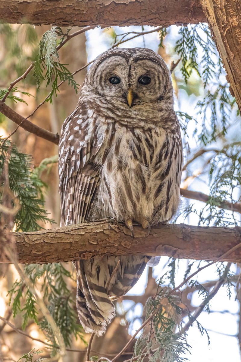 forestscanada's tweet image. #DYK that although owls can live in various habitats, the most common is trees? Many species of owls prefer to nest in cavities of large coniferous trees, as they can provide year-round habitat and protection from predators.🦉🌲 #TreeFactTuesday
