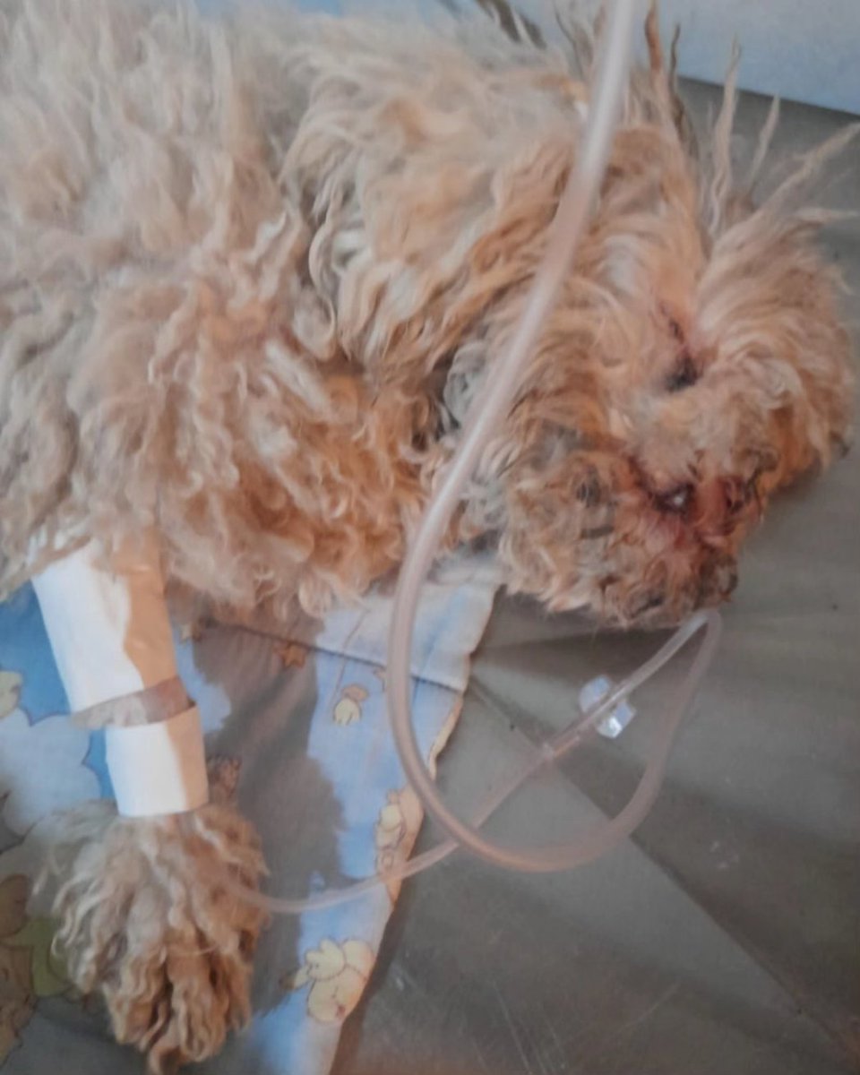 misuperamigo's tweet photo. POR FAVOR AYUDA🙏
OTRO ABANDONO NO IMPORTA EL DOLOR DE ELLOS ESTA CON GASTROENTERITIS Y UNA INFECCIÓN RESPIRATORIA!
COMO PUEDEN DEJARLOS ASI CUANDO MAS NECESITAN AYUDA
POR FAVOR NO TENGO PARA PAGAR SUS GASTOS TAMPOCO PUEDO DEJAR QUE SIGA SUFRIENDO
MADRINAS Y PADRINOS PARA BARBIE! https://t.co/1A2247NRB6
