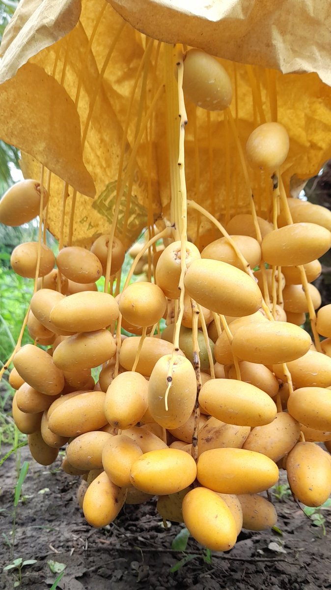 My arabian dates..