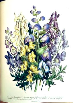 CatoCrane's tweet photo. Good ‘Lot 3’ at the Start of an Interesting Timed #Auction - Wonderful Lithographic Flower Illustrations in Original Copies of Jane #Louden’s ‘The Ladies’ #Flower #Garden’ £500-£800 estimate https://t.co/jte64Heiid to View &amp; Bid @The_RHS @shrewsmorris @thedustyteapot @Audefledis https://t.co/IWuBlOiRaS