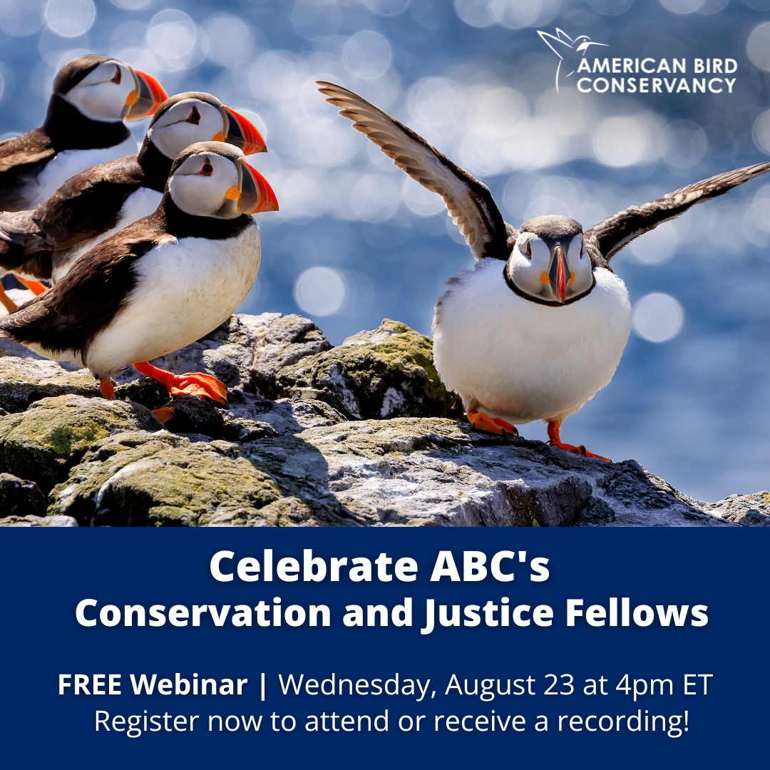 ABCbirds's tweet photo. Join us tomorrow at 4 ET for a conversation with our 2022 Conservation & Justice Fellows! To register & learn more visit https://t.co/MGSDOsdRqu.
#TogetherForBirds #ConservationAndJustice #ConservationFellowship #ABCFellow https://t.co/mDM6ZxaSdX