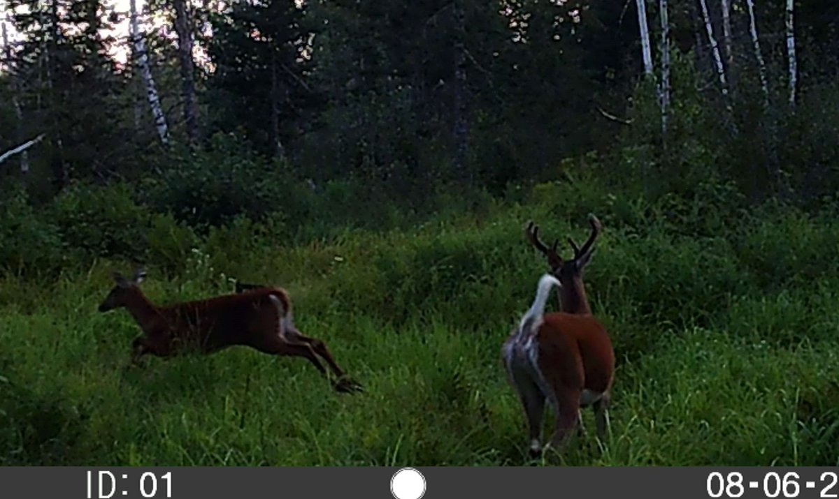 Today's trail cam highlight