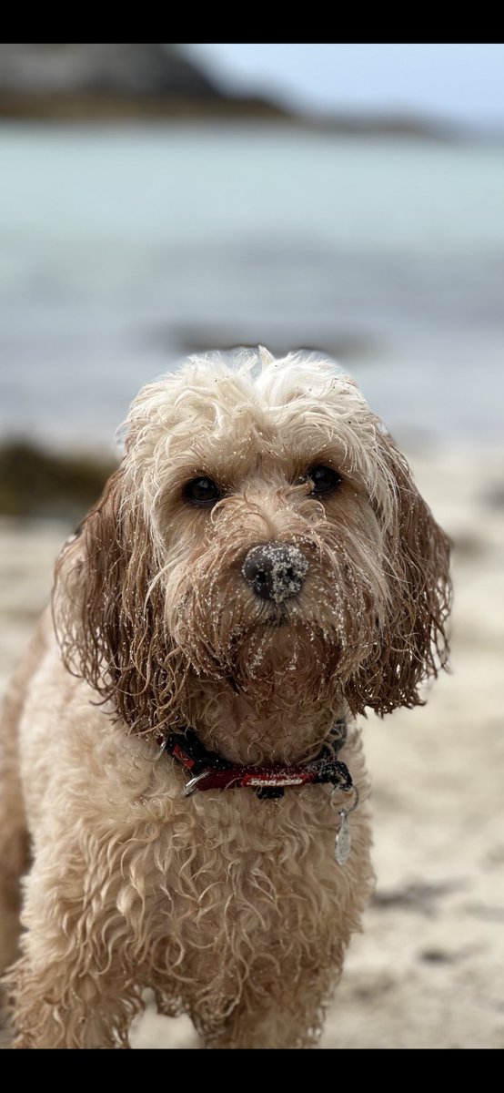 Daisy Dog tweet media