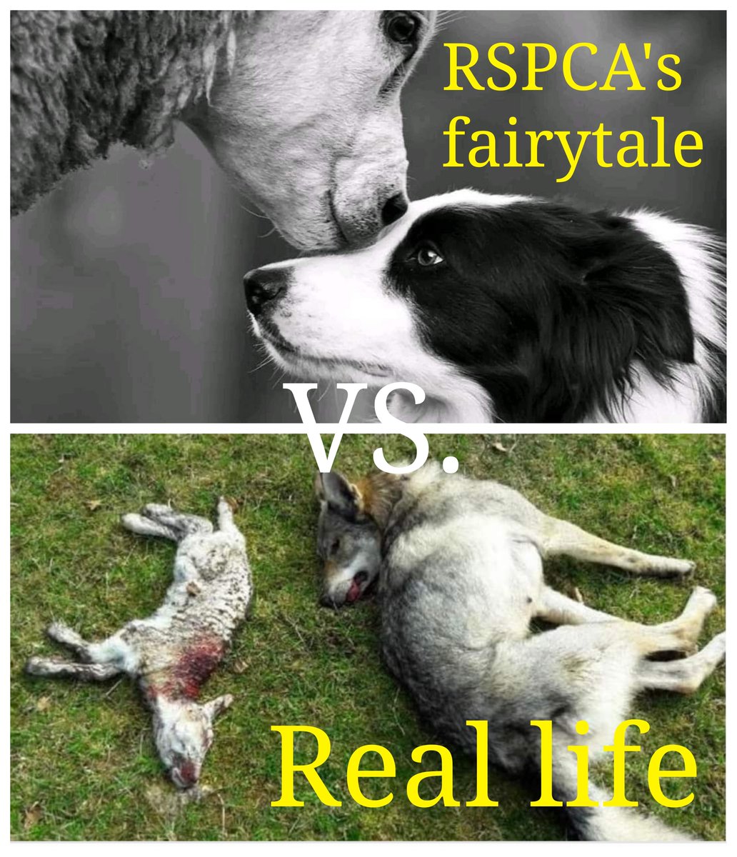 #wheresthesciencethough
<a href="/RSPCA_official/">RSPCA (England & Wales)</a>  <a href="/BritishVets/">BritishVets</a> <a href="/10DowningStreet/">UK Prime Minister</a> <a href="/UKParliament/">UK Parliament</a> <a href="/BBCNews/">BBC News (UK)</a> <a href="/RishiSunak/">Rishi Sunak</a> 
Train your dogs for real life environments, don't own a killer. E-collar avoidance training saves lives. 
You CAN'T train a predator not to predate using fairy cakes alone