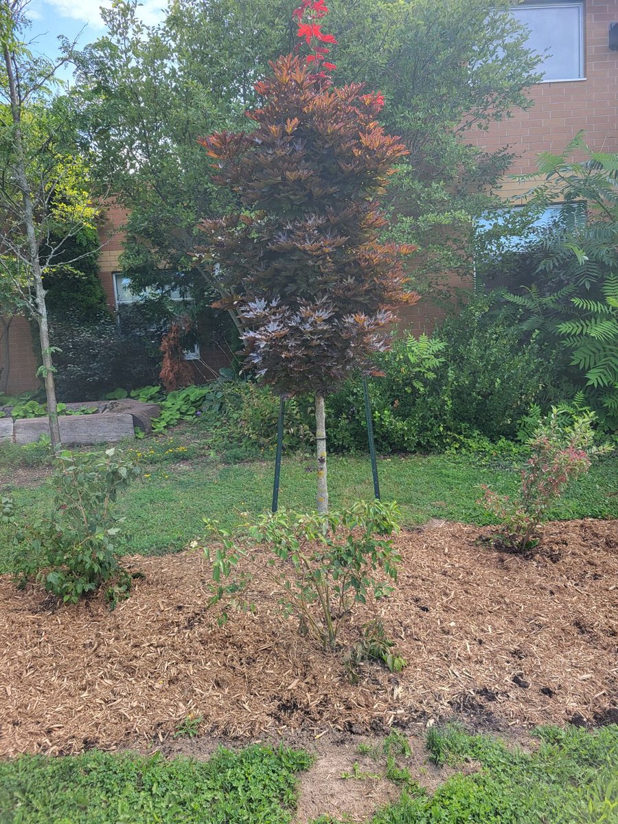 hamill_alana's tweet photo. Thank you to @EcoSchoolsCAN for the grant to plant this amazing Green Space for our community to enjoy! @StBenedictDP https://t.co/4Q3CY7VIJV