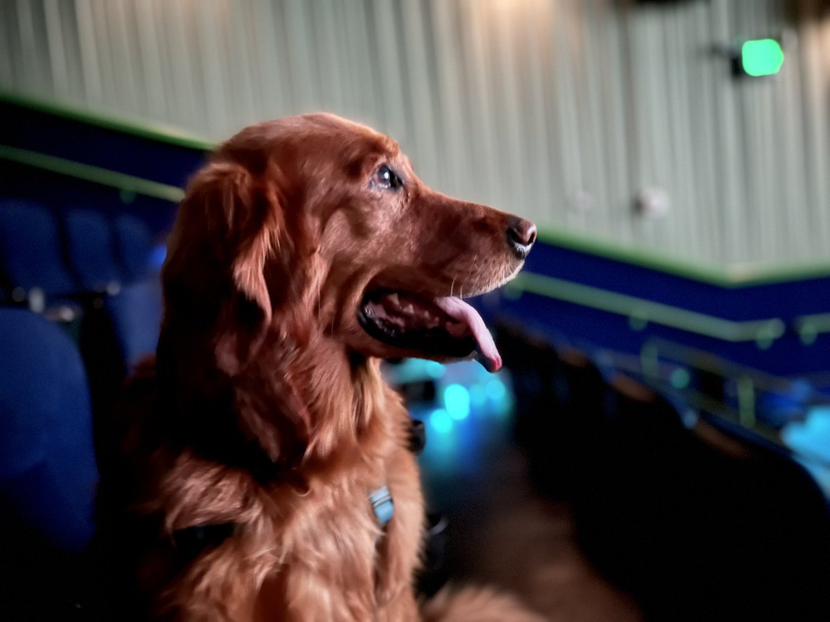 EnglandJason's tweet photo. @Straysmovie My golden retriever Cooper has loved watching tv his whole life. Today, thanks to the generosity of a friend, he was allowed a private screening of "Strays."

He absolutely loved it and said it was way better than that boring "Oppenheimer." https://t.co/31zI7kaexC
