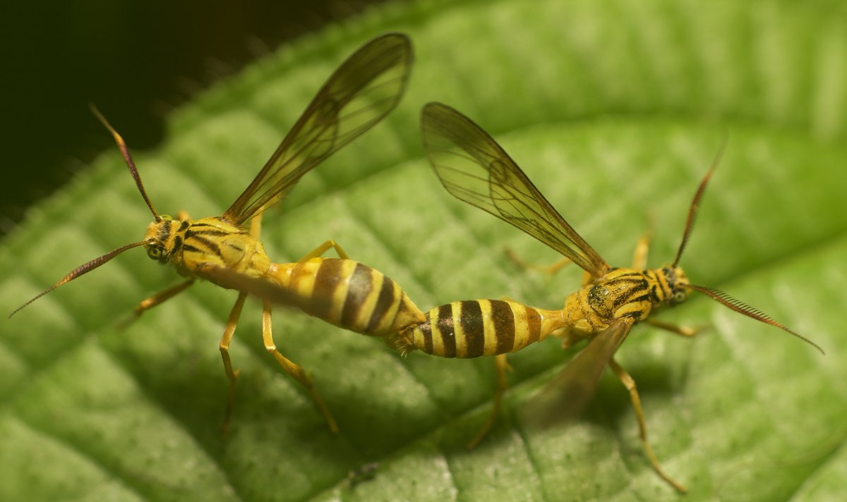 iNaturalist tweet media