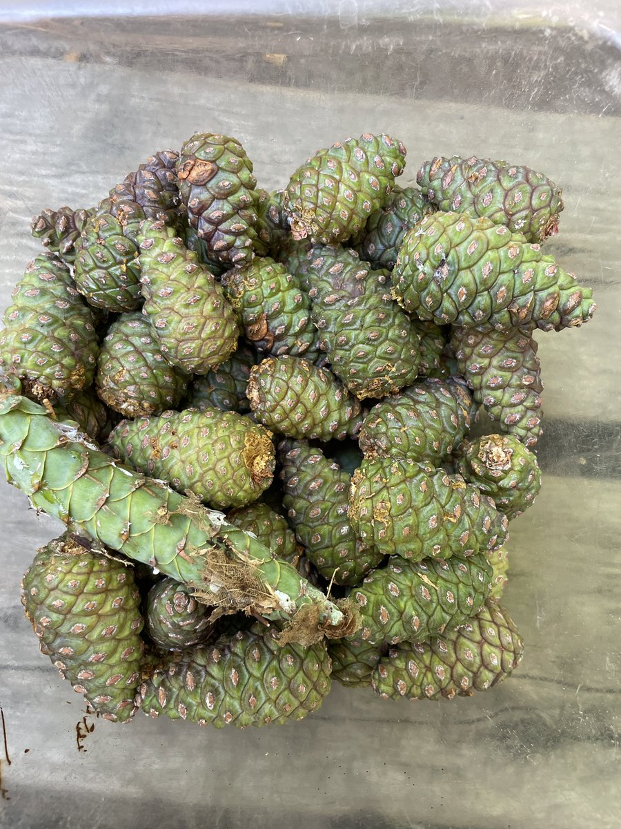 Alexa de Jourdan (she/her) tweet media